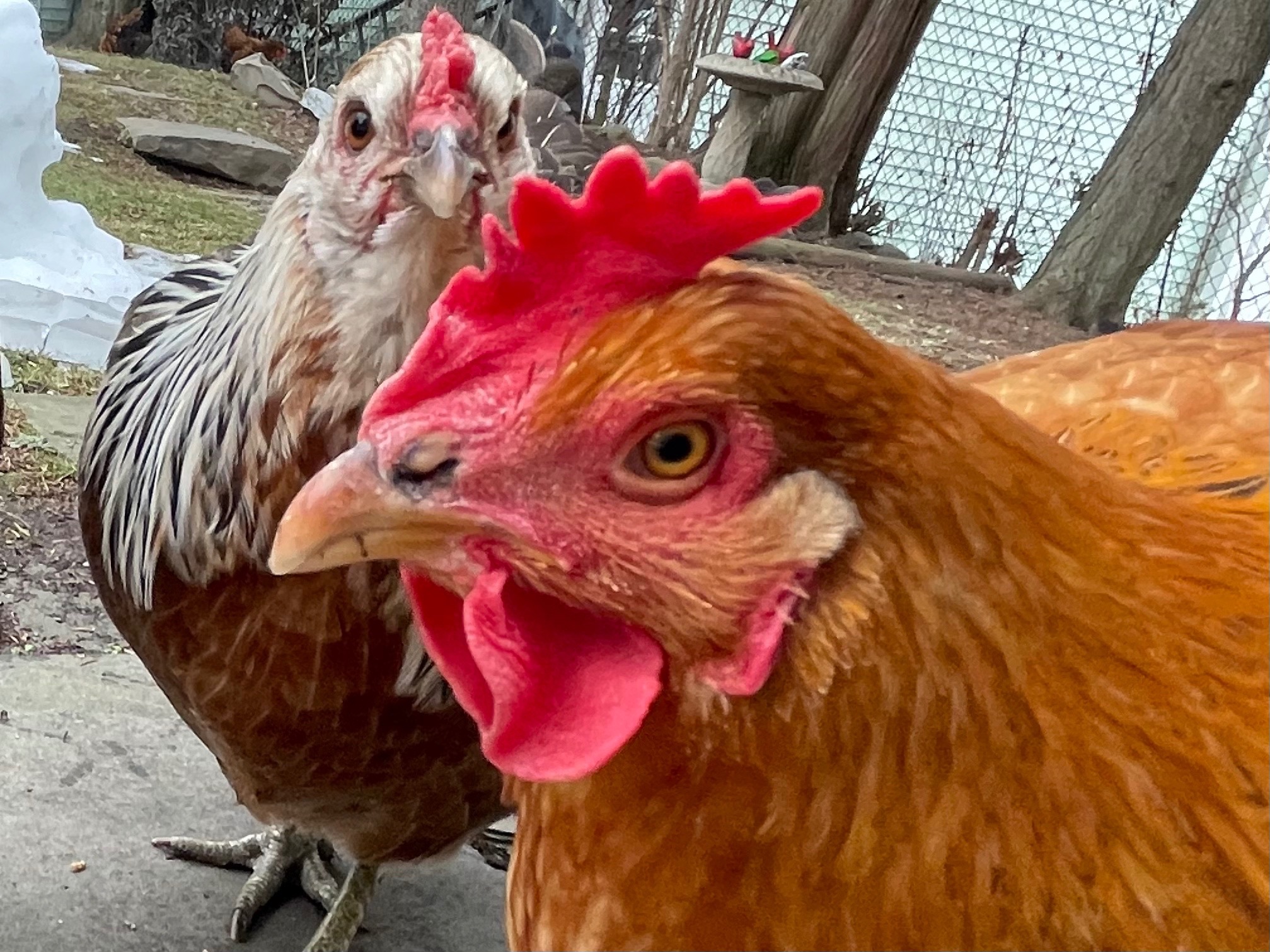 Goldie the chicken outdoors