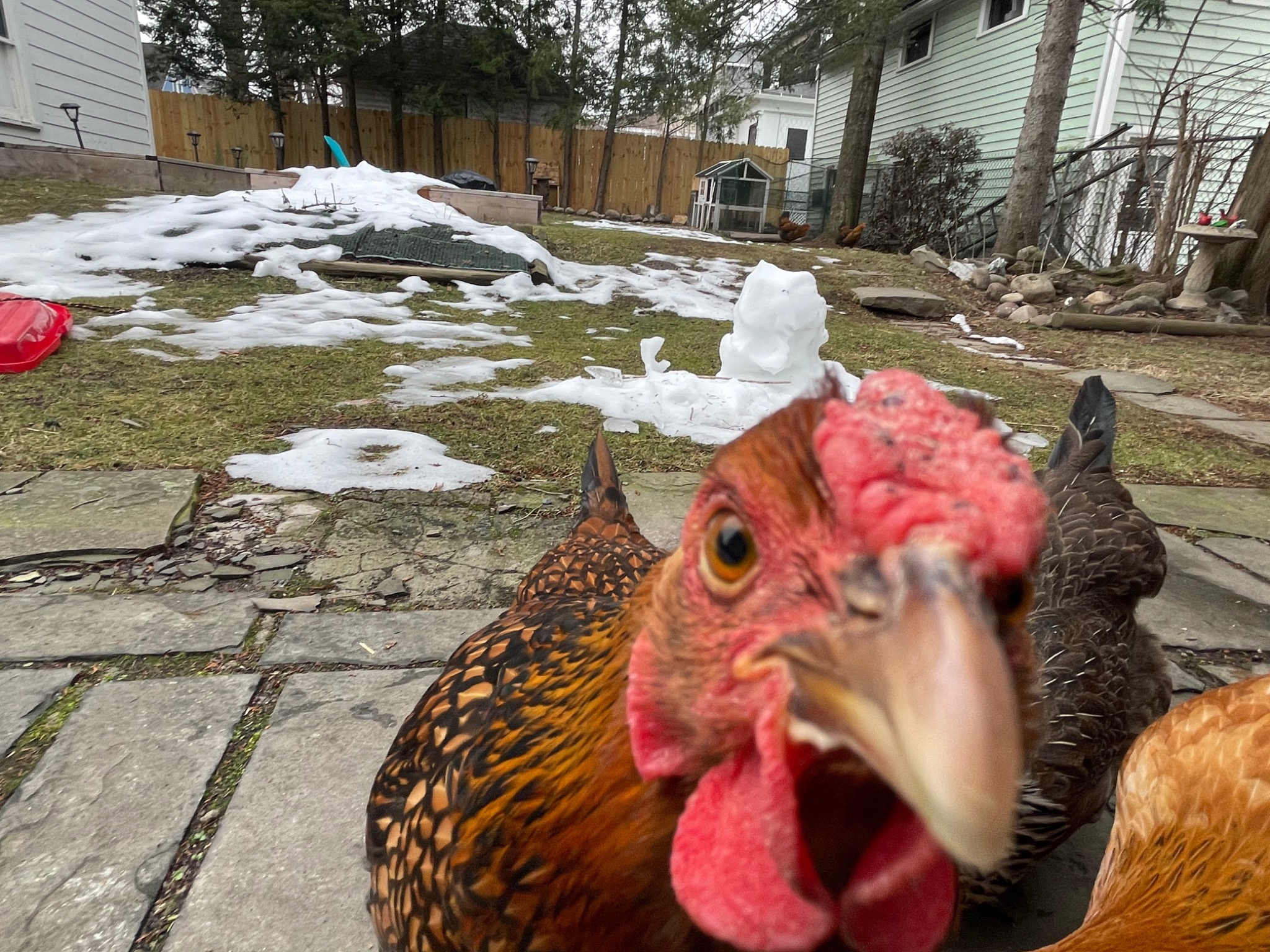 Jill the chicken close to the camera