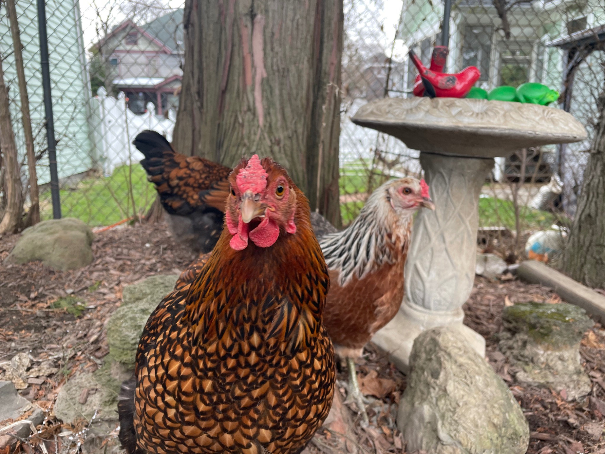 Daycare chickens gathered by a birdbath