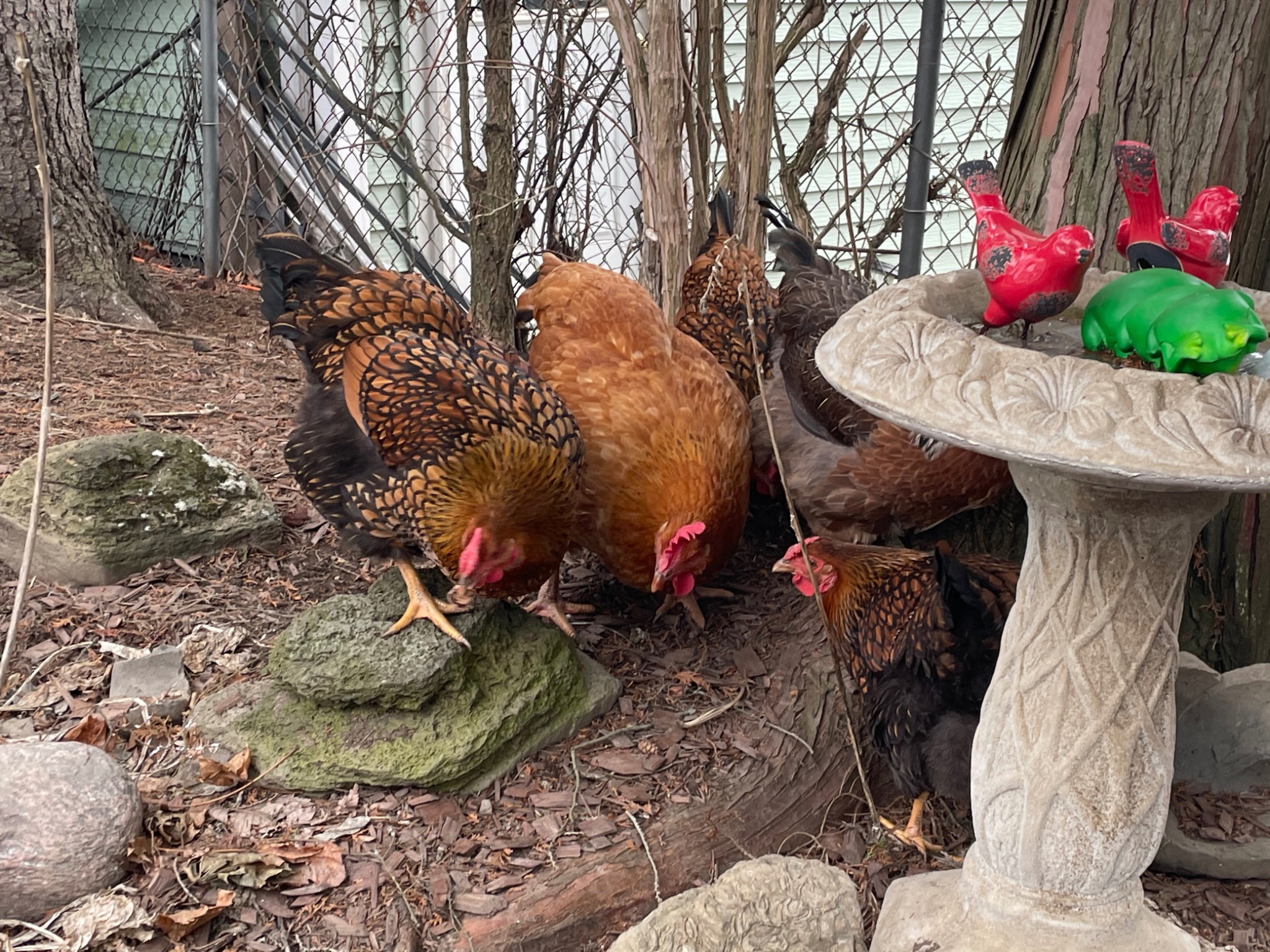 A group of daycare chickens outdoors