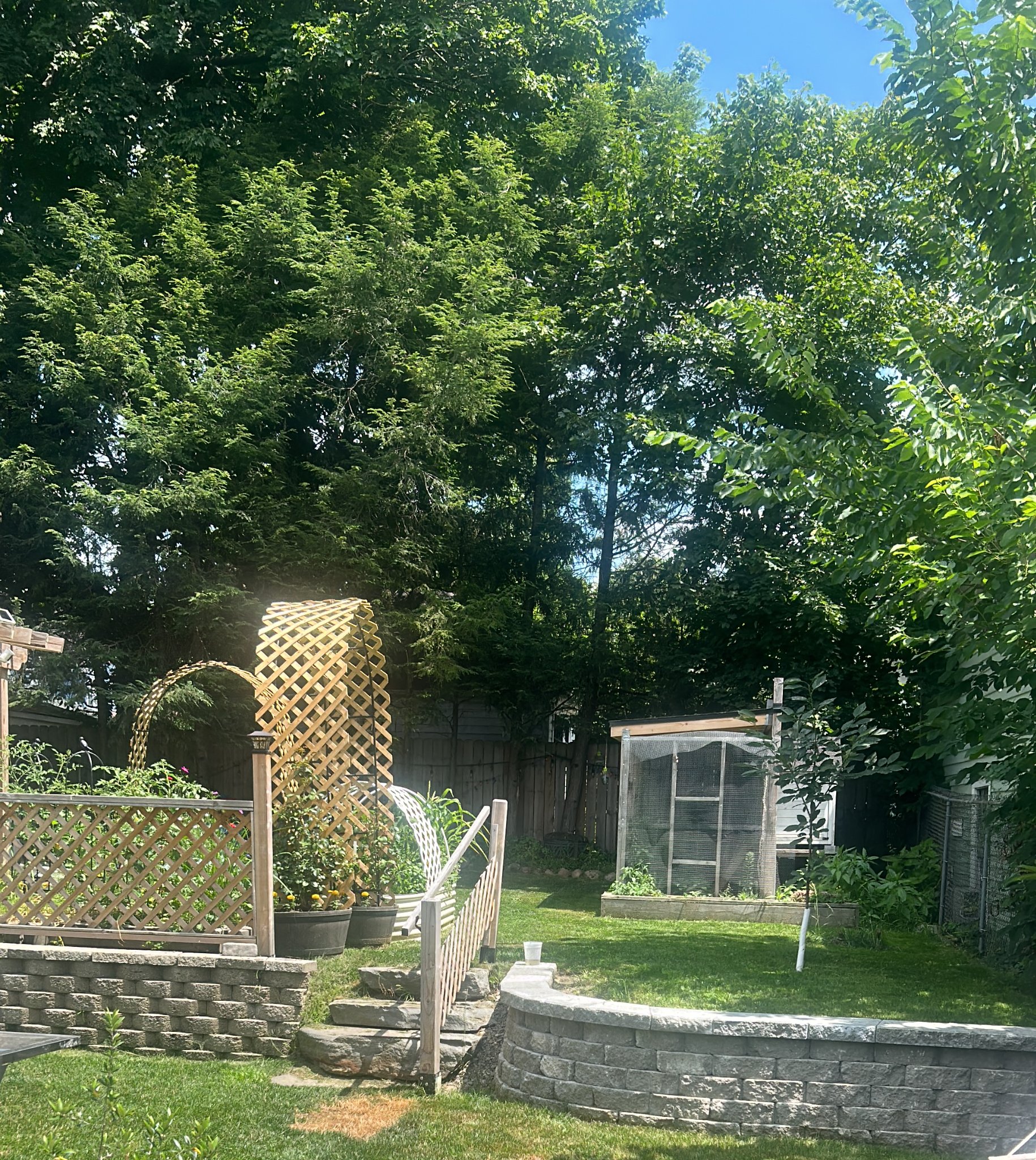 Garden beds and chicken coop in the outdoor space