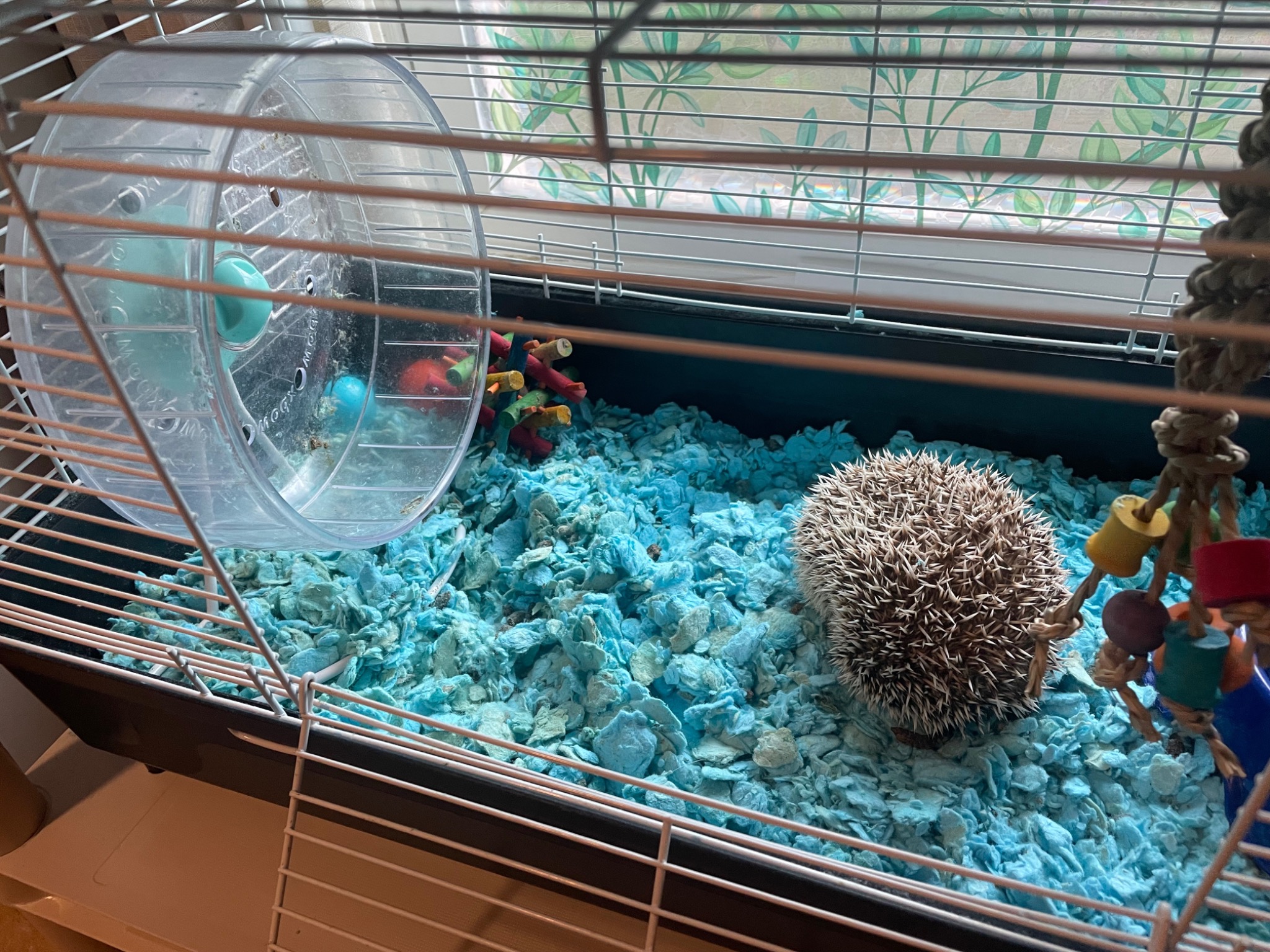 Lancelot the hedgehog in his enclosure